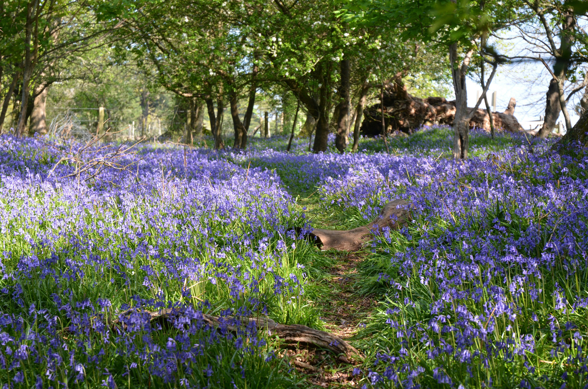 Bluebell wood