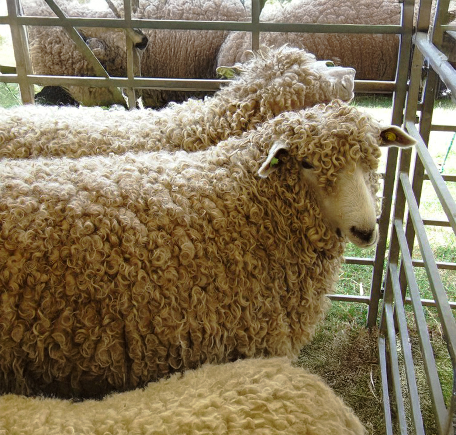lincoln longwool sheep