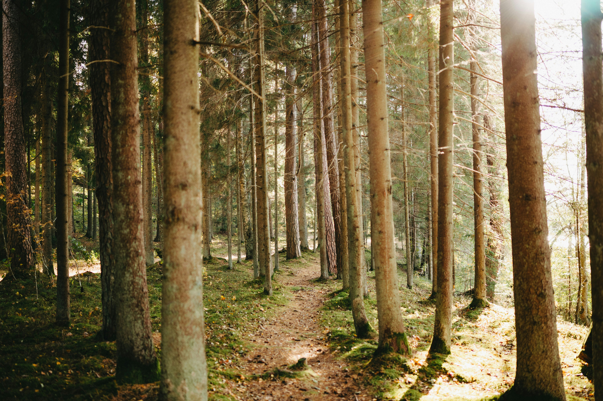 Forest
