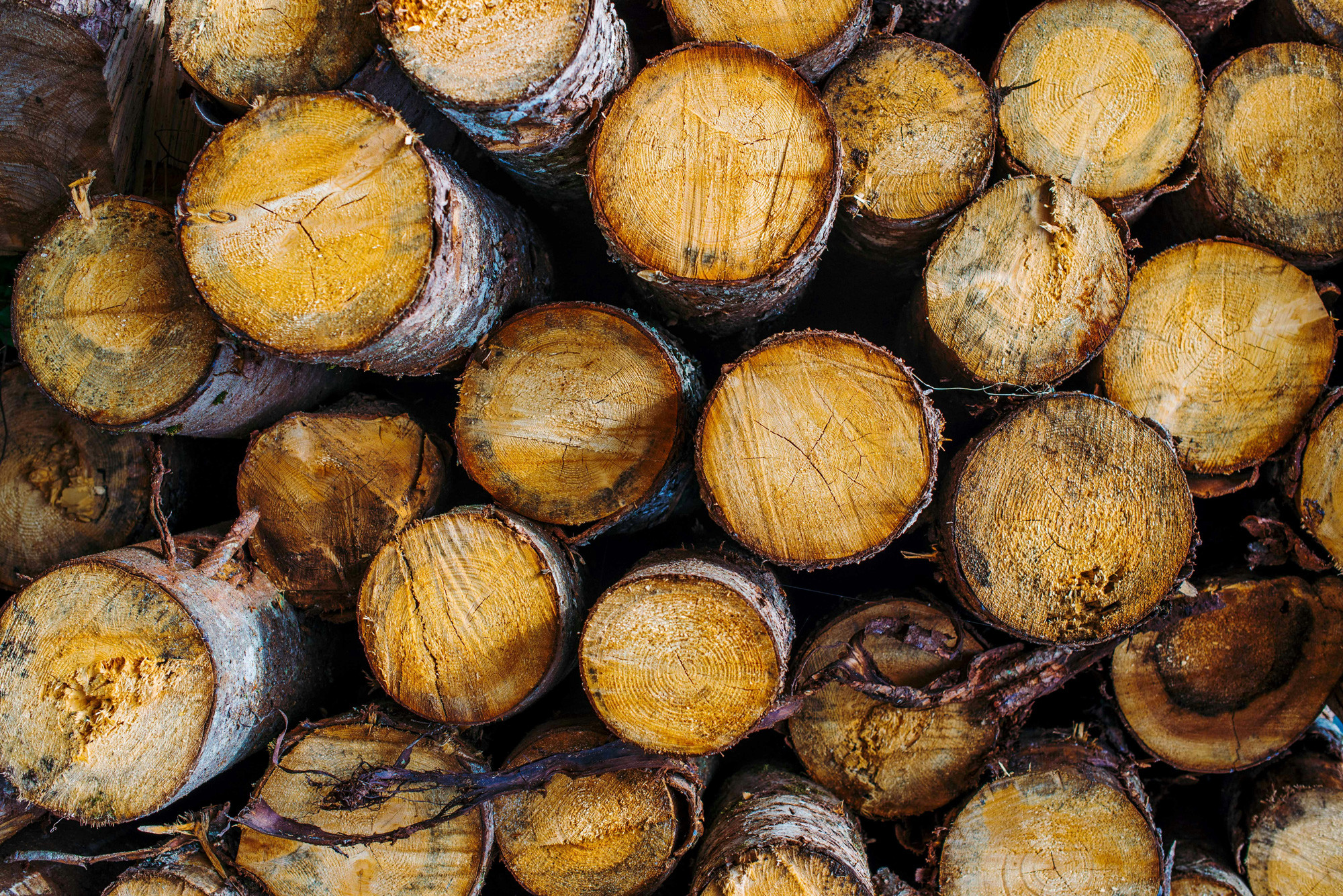 Pile of logs