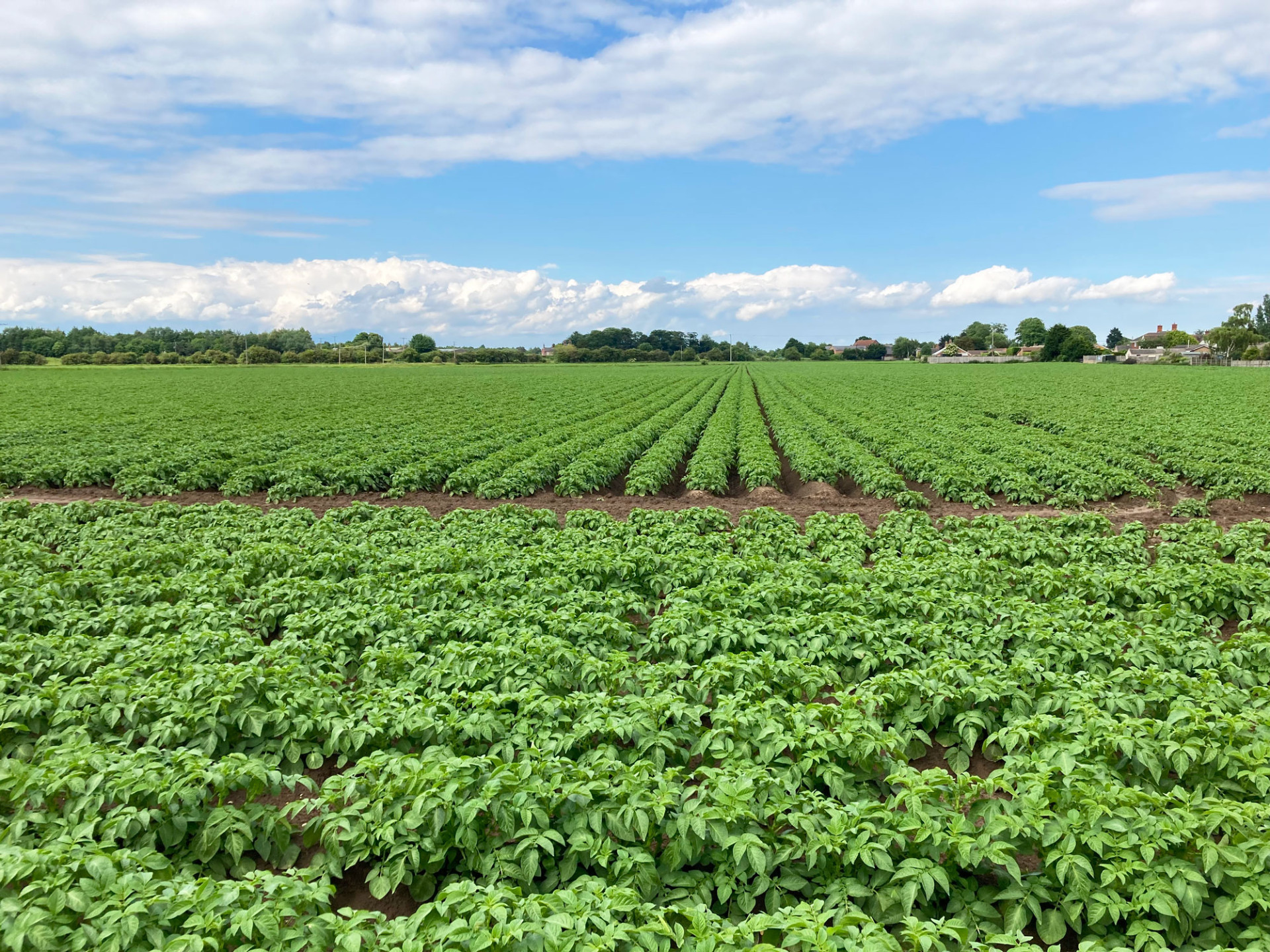 Field of crops