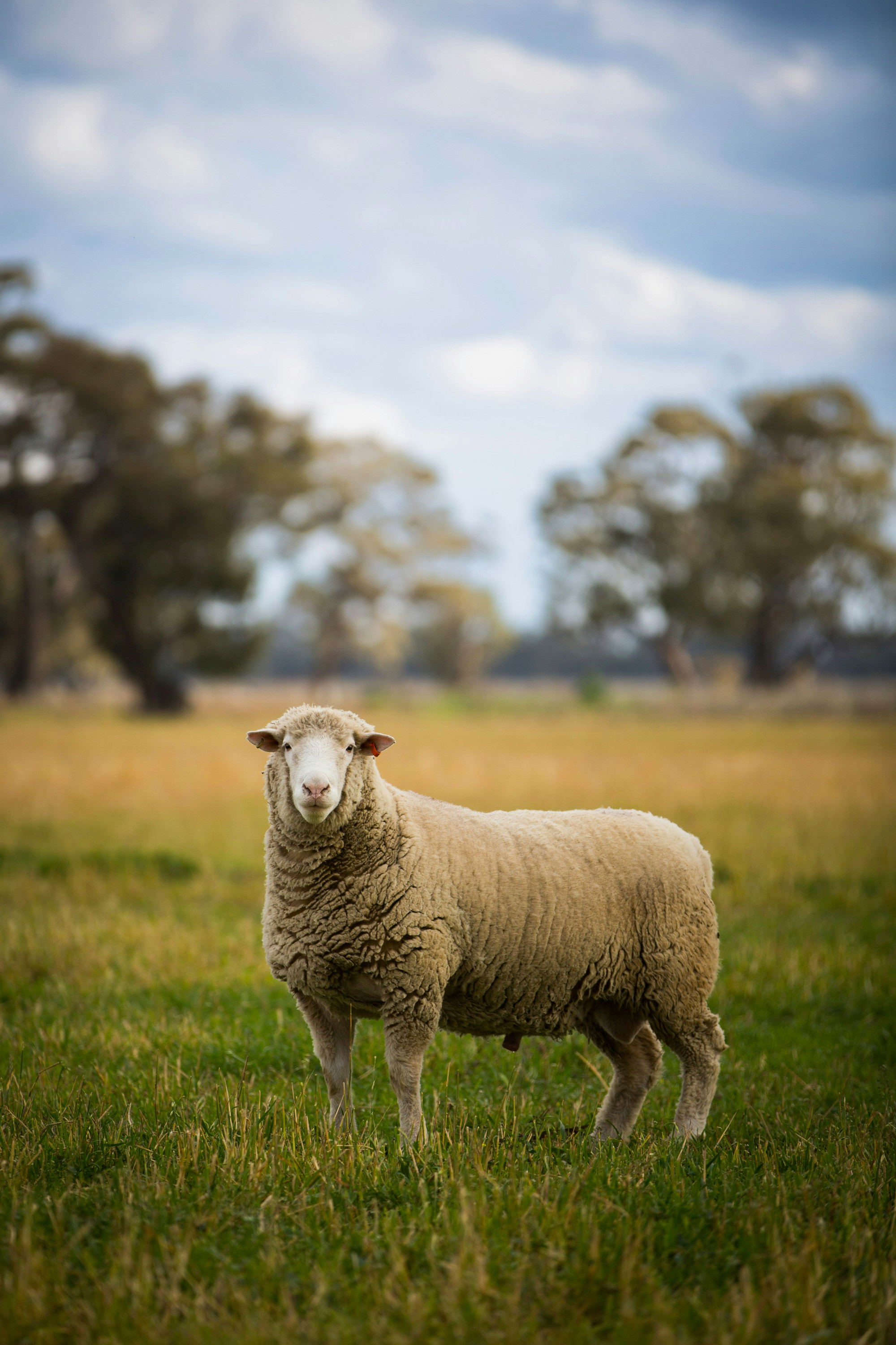 Sheep